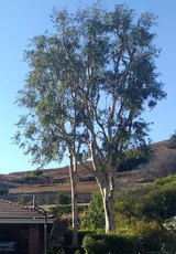 Luna Tree Service, San Clemente