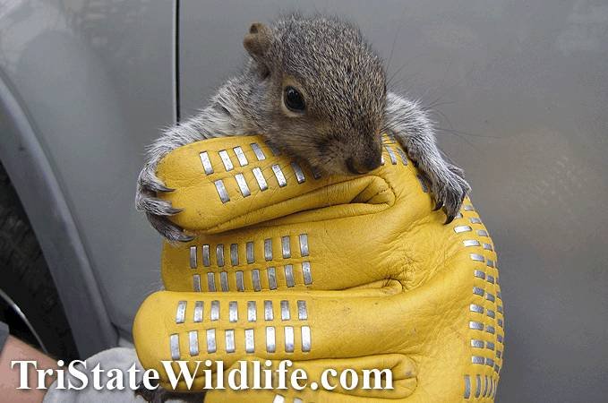  Profile Photos of TriState Wildlife 218 Harrison Ave - Photo 1 of 3