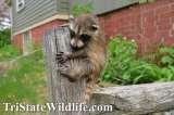 TriState Wildlife, Harrison
