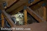 TriState Wildlife, Harrison
