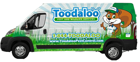  New Album of Toodaloo Pest Control 102-22441 Dewdney Trunk Road, Suite 20997 - Photo 2 of 2