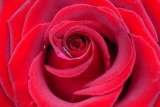 Valentine Day Gifts, New delhi
