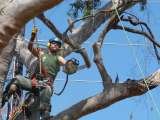 Tree Service HQ, Leesburg