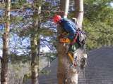 Tree Service HQ, Leesburg