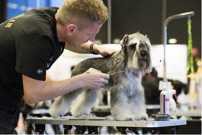  Orlando Mobile Dog Grooming of Orlando Mobile Dog Grooming Unit 535, 4530 S. Orange Blossom Trail - Photo 1 of 4