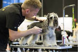  Orlando Mobile Dog Grooming Unit 535, 4530 S. Orange Blossom Trail 