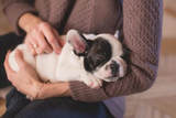  Orlando Mobile Dog Grooming Unit 535, 4530 S. Orange Blossom Trail 