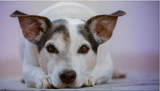  Orlando Mobile Dog Grooming Unit 535, 4530 S. Orange Blossom Trail 