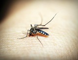Enviro Treat Pest Control, Spring