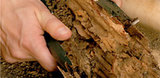  Jim's Pest Control Brisbane P.O. Box 4553 