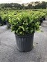 Perfect Plants, Lloyd