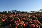 Perfect Plants, Lloyd