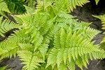 Perfect Plants, Lloyd