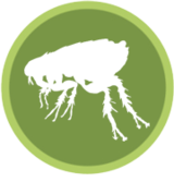 Armor Pest Protection, Inc, Deerfield Beach