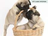 pet clinic, Pet clinic in Rohini, Delhi