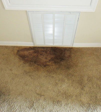 New Album of Sparkling Carpet Cleaning Brisbane Queen St - Photo 6 of 10