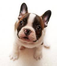  Profile Photos of Man's Best Friend 2641 Westgrove Dr - Photo 2 of 11