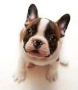  Man's Best Friend 2641 Westgrove Dr 