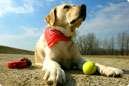  Man's Best Friend 2641 Westgrove Dr 