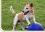  Man's Best Friend 2641 Westgrove Dr 