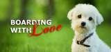  Man's Best Friend 2641 Westgrove Dr 