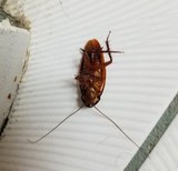 WEST SENECA PEST CONTROL SERVICE, West Seneca