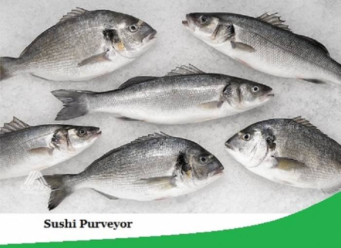  Profile Photos of The Fish Company 3555 NW 77th Ave #109 - Photo 3 of 3