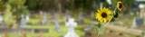 Sussex Funeral Services For Care, Compassion, and Choice, Sussex Funeral Services, Hove