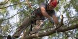 Isaiahâ€™s Tree Service, Koloa