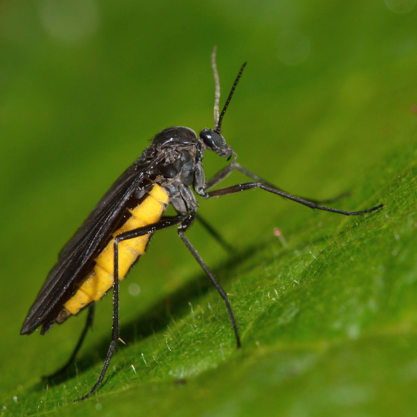  Profile Photos of A A Frugal Pest Control Henderson - Photo 1 of 1