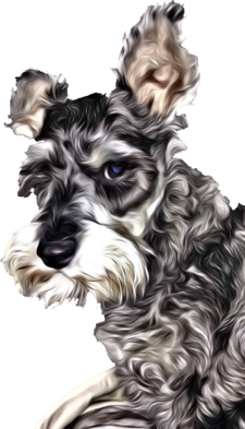  Profile Photos of Schnauzer Lovers Sudley Rd - Photo 1 of 1