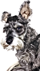 Schnauzer Lovers, Liverpool