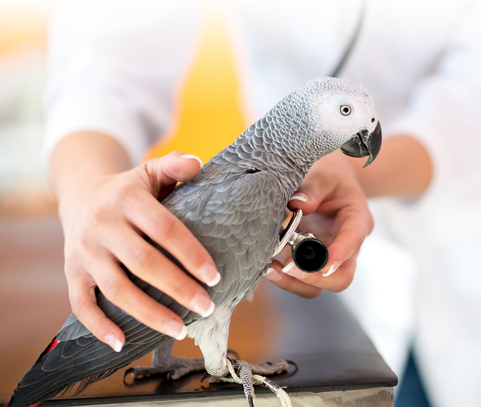 Veterinarian examining sick African grey parrot with stethoscope at vet clinic New Album of Petroglyph Animal Hospital 6633 Caminito Coors NW - Photo 2 of 10 Veterinarian examining sick African grey parrot with stethoscope at vet clinic New Album of Petroglyph Animal Hospital 6633 Caminito Coors NW - Photo 2 of 10