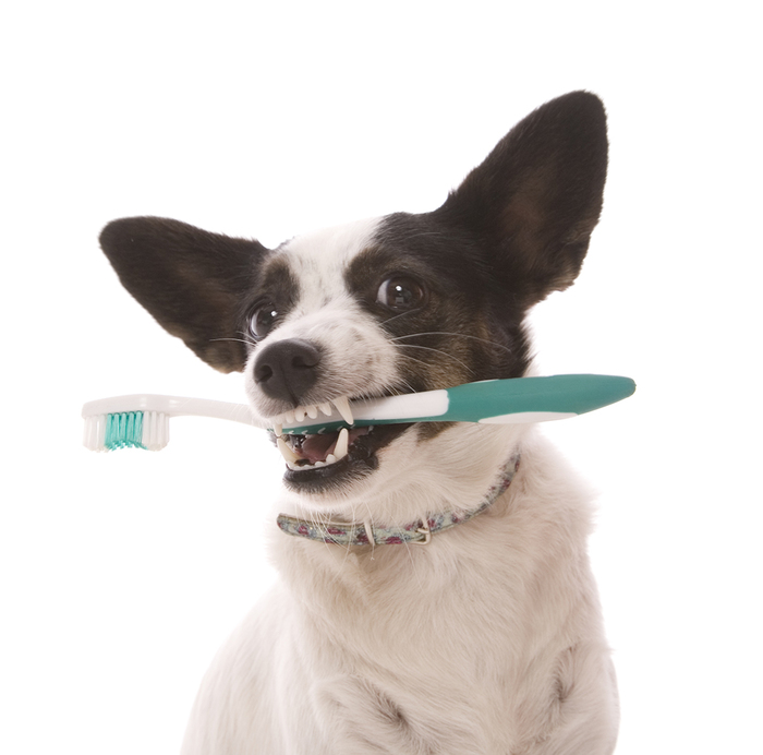 A little dog holding a toothbrush in her mouth isolated on white. New Album of Petroglyph Animal Hospital 6633 Caminito Coors NW - Photo 3 of 10 A little dog holding a toothbrush in her mouth isolated on white. New Album of Petroglyph Animal Hospital 6633 Caminito Coors NW - Photo 3 of 10