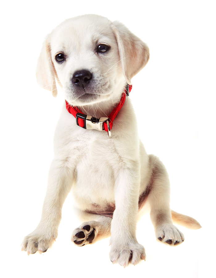 A cute 9 week old yellow lab puppy with a red collar isolated on white. New Album of Petroglyph Animal Hospital 6633 Caminito Coors NW - Photo 9 of 10 A cute 9 week old yellow lab puppy with a red collar isolated on white. New Album of Petroglyph Animal Hospital 6633 Caminito Coors NW - Photo 9 of 10