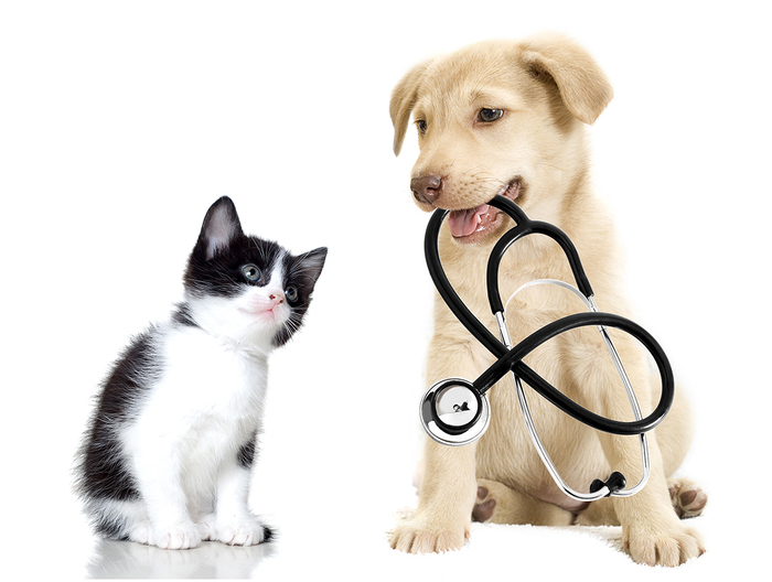 puppy and kitten New Album of Petroglyph Animal Hospital 6633 Caminito Coors NW - Photo 10 of 10