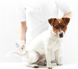Young Jack Russell Terrier dog with a veterinarian for treatment vaccination Petroglyph Animal Hospital 6633 Caminito Coors NW 
