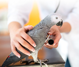 Veterinarian examining sick African grey parrot with stethoscope at vet clinic Petroglyph Animal Hospital 6633 Caminito Coors NW 