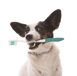 A little dog holding a toothbrush in her mouth isolated on white. Petroglyph Animal Hospital 6633 Caminito Coors NW 