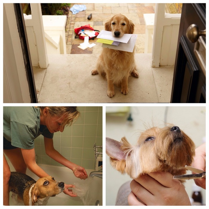  Profile Photos of Creative Grooming Mobil Pet Service in Hauppauge Hauppauge, NY, 11788 - Photo 1 of 1