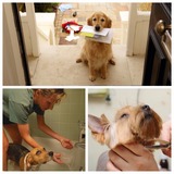 Creative Grooming Mobil Pet Service in Hauppauge, Hauppauge