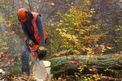 barrie tree care service tree removal New Album of Barrie Tree Care Pros 2-620 Veterans Drive, Unit 18 - Photo 1 of 6