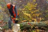 barrie tree care service tree removal Barrie Tree Care Pros 2-620 Veterans Drive, Unit 18 