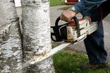 barrie tree service tree removal Barrie Tree Care Pros 2-620 Veterans Drive, Unit 18 