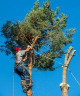 Branch Cutting Service Barrie ON, Barrie Tree Care Pros, Barrie