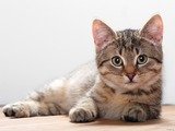  The Cat Sitter Triangle Road 
