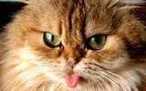 The Cat Sitter, Haywards Heath