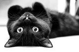 The Cat Sitter, Haywards Heath