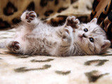 The Cat Sitter, Haywards Heath