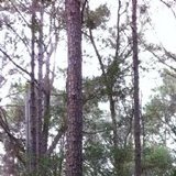 Psychotherapy Bilingual Solutions, St Augustine